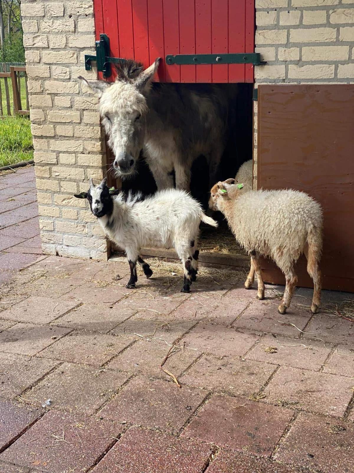 Het Huys Ewijk Mooi Luxe En Een Laadpaal Exterior foto